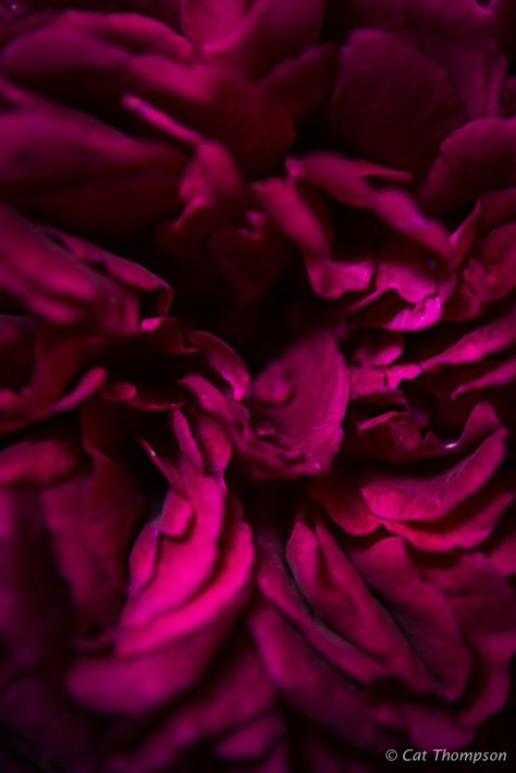 Mulberry Aesthetic, Magenta Aesthetic, Simon Dewey, Dark Fuschia, Magical Colors, Brand Colors Inspiration, Magenta Flowers, Color Aesthetic, Pink Nature