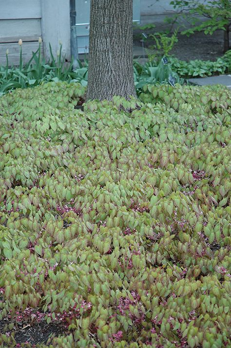 Click to view full-size photo of Bishop's Hat (Epimedium x rubrum) at Lurvey Garden Center Ground Cover Plants Shade, Epimedium Rubrum, Low Water Gardening, Landscaping Supplies, Ground Cover Plants, Outdoor Pots, Woodland Garden, Outdoor Inspirations, Fairy Wings