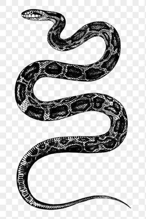 Snake White Background, Snake Black And White, Snake Background, Snake Png, Snake Illustration, Rat Snake, Snake Black, Golden Snake, Black And White Vintage