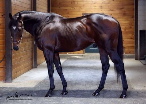 Horse Standing, Regard Animal, Thoroughbred Horse Racing, Race Horses, Thoroughbred Horse, Most Beautiful Animals, Beautiful Horse, Horse Crazy, Sport Horse