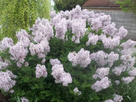 Miss Kim lilacs. Miss Kim Lilac Bush, Miss Kim Lilac, Lilac Pruning, Korean Lilac, Deer Resistant Shrubs, Plant Palette, Colorful Shrubs, Lilac Bush, Natural Pesticides