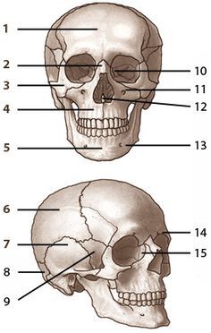 Free anatomy quizes Bones Of The Skull, Human Skull Anatomy, Human Anatomy Chart, Axial Skeleton, Human Body Worksheets, Human Skeleton Anatomy, Picture Quiz, Skull Anatomy, Anatomy Coloring Book