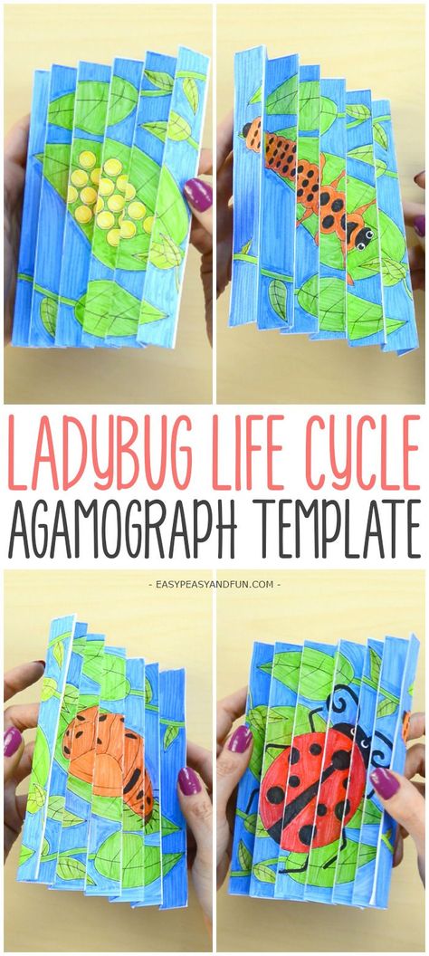 Ladybug Life Cycle Agamograph Template Craft for Kids #papercraftforkids #craftforkids #ladybugcrafts Life Cycles Art, Ladybug Art For Kids, Life Cycle Art Projects For Kids, Animal Life Cycle Projects, Agamograph For Kids, Life Cycle Of A Ladybug, Agamograph Template, Bug Craft, Ladybug Life Cycle