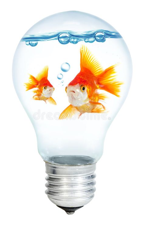 Gold small fish in light bulb. On a white background , #affiliate, #fish, #small, #Gold, #light, #background #ad Light Bulb Fish, Vector Graphics Design, Small Fish, Light Background, Gold Light, Stock Photography Free, Vector Graphics, Light Bulb, White Background