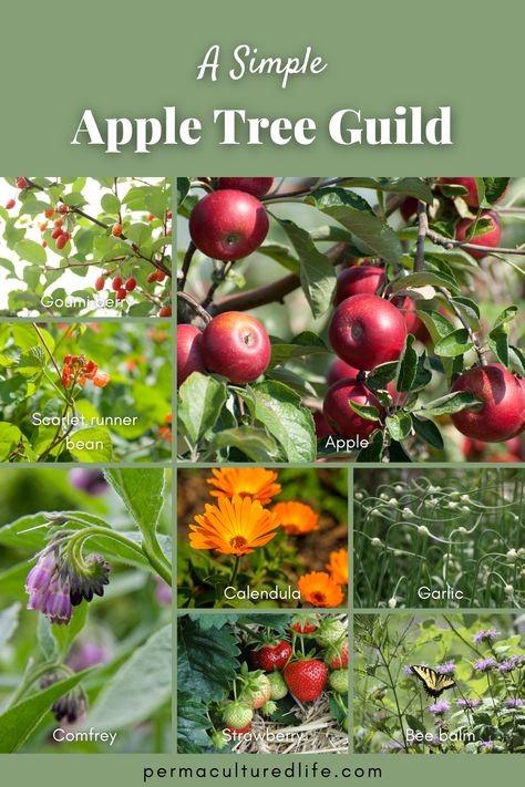 Apple Tree Guild Companion Planting, Fruit Tree Guilds, Fruit Tree Guild Plans, Apple Guild, Apple Tree Guild, Fruit Tree Guild, Plant Guilds, Fruit Trees Garden Design, Growing Peach Trees