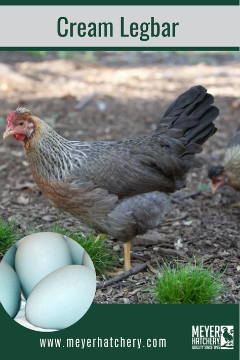 Legbar Chickens, Blue Chicken Eggs, Cream Legbar Chickens, Rhode Island Red Chickens, Cochin Chickens, Cream Legbar, Chicken Flock, Duck Breeds, Laying Chickens