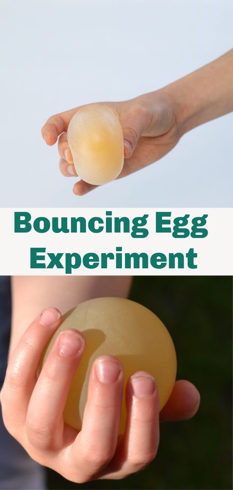 Easy bouncy egg experiment! Remove the shell from an egg by soaking in vinegar and then try to bounce it! #coolscience  #scienceforkids #eggexperiments Bouncing Egg Experiment, Egg Experiments For Preschool, Egg And Vinegar Experiment, Egg In Vinegar Experiment, Egg Experiments For Kids, Bouncy Egg Experiment, Egg Science Experiment, Egg In Vinegar, Science Crafts For Kids