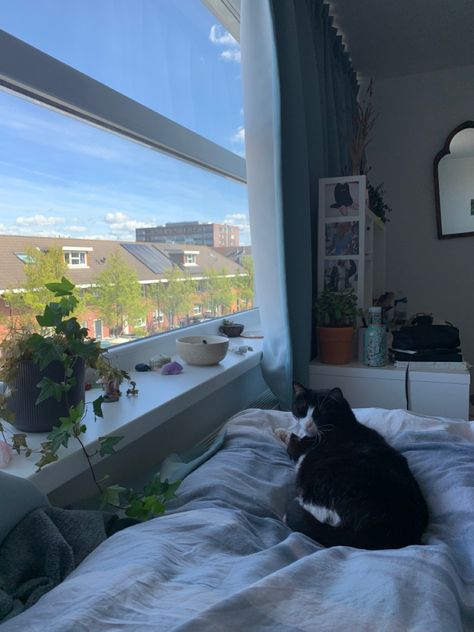 Kitten In Apartment, Aesthetic Room With Cat, Cat Apartment Aesthetic, Cats In Apartments, Cat In Apartment, Cat Apartment, Cat Bedroom, Aesthetic Room Ideas, Academic Motivation