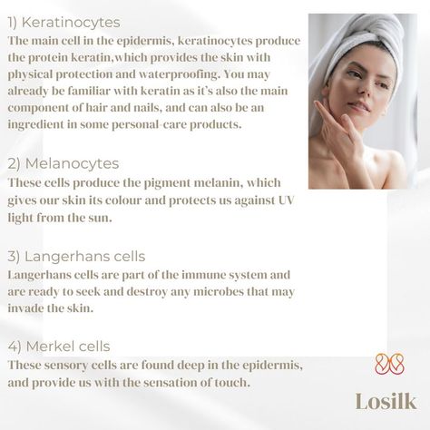 Langerhans Cell, Seek And Destroy, Light Skin, Uv Light, Keratin, Skin Health, Immune System, Hair And Nails, Led Light