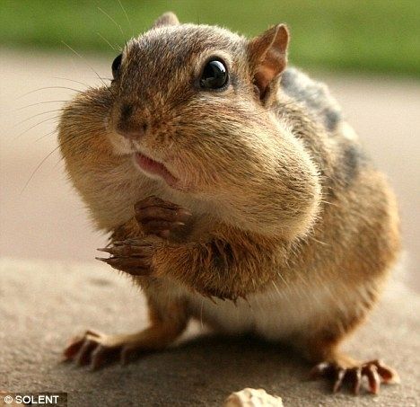 50 Pictures of Chipmunks Stuffing Food Into Their Mouths A Squirrel, Wisdom Teeth, Have A Laugh, E Card, Laughter Is The Best Medicine, Hamsters, Keanu Reeves, Breaking Bad, Just For Laughs