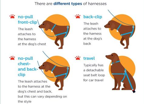 Choosing the Best for Your Dog: Leash vs. Harness? | Springtime Supplements Dog Infographic, Edgar Cayce, Pet Sitting Services, Vet Medicine, Dog Advice, Dog Information, Dog Varieties, Dog Tips, Puppy Chow