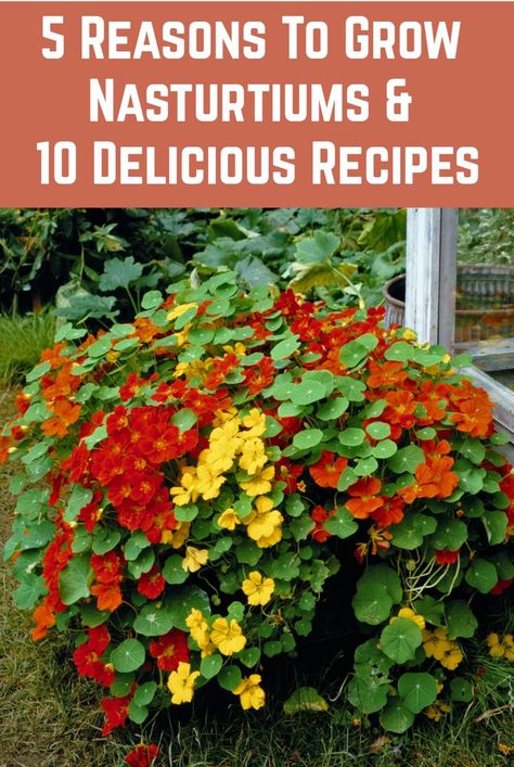 Not only are nasturtiums beautiful, the entire plant is edible. Here's why you should grow it, how to grow it and how to eat the seeds, leaves and flowers. Indoor Nasturtium, Nasturtiums In The Garden, Nasturtium Garden, Nasturtium Flower, Flowers Recipes, Edible Flowers Recipes, Survival Gardening, Flower Food, Gardening Flowers