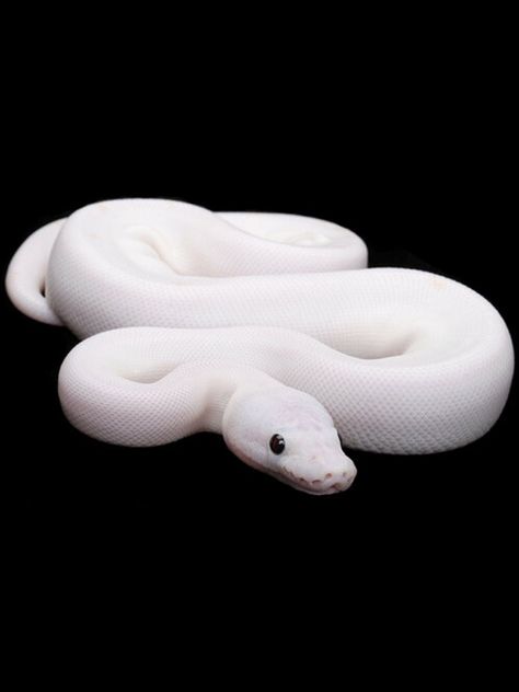 White ball python Black Eyed Lucy Ball Python, Ball Python White, Ball Python Wallpaper, White Ball Python, Python Wallpaper, Snake Farm, Game Wallpaper Iphone, Ball Pythons, Albino Animals