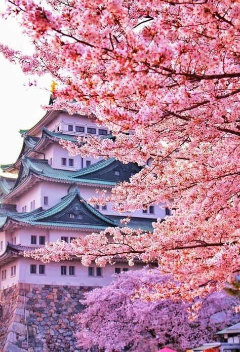 Cherry Blossom Wallpaper, Cherry Blossom Japan, Cherry Blossom Trees, Japan Landscape, Japan Aesthetic, Aesthetic Japan, Beautiful Nature Wallpaper, Blossom Trees, Beautiful Places To Travel