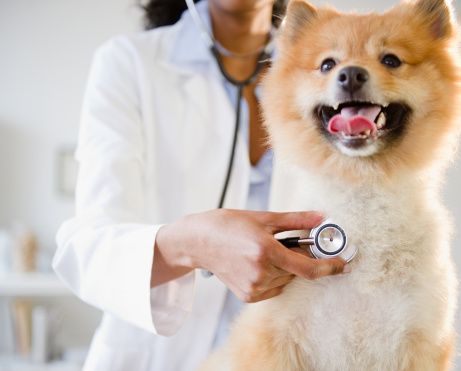 Mixed race veterinarian listening to Pomeranian dog's heartbeat Budget Finances, Apps Social Media, Dog Remedies, Maltese Puppies, Pet Businesses, Pet Clinic, Cat Garden, Veterinary Clinic, Pet Insurance