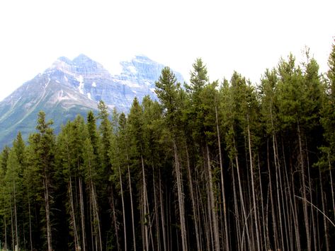 Pretty Pathways, Yosemite Painting, Banff Wildlife, Lodgepole Pine, Edmonton Alberta Photography, Canada Banff, Lottery Win, Dinosaur Provincial Park Alberta, Old Growth Forest British Columbia