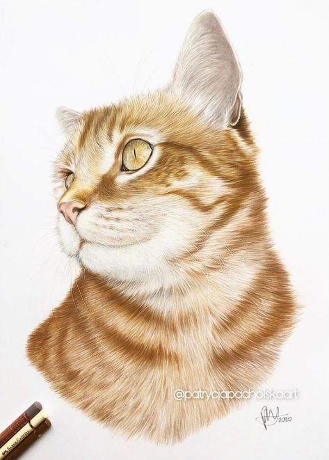 Ginger cat colored pencil drawing on A3 smooth bristol paper Ginger Cat Drawing, Cat Colored Pencil, White Bengal Cat, Pastels Artwork, Ginger Cat Art, Colored Pencil Drawing Tutorial, Digital Media Art, Pastel Artwork, Cat Sketch