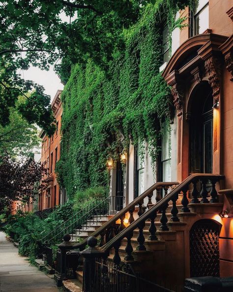 Fort Greene Brooklyn, New York Brownstone, Joe Thomas, Brooklyn Apartment, Quiet Evening, I Love Ny, Historic District, Climbing Plants, City Living