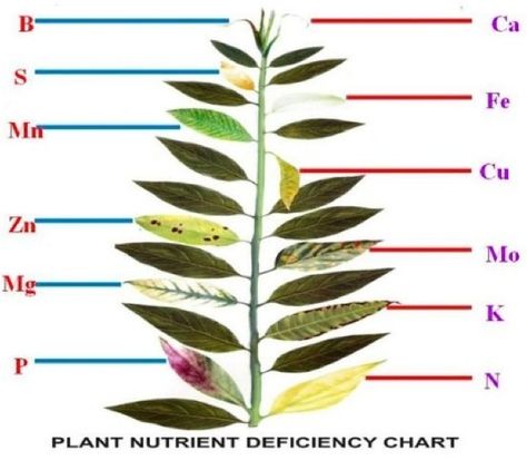 Plant Nutrient Deficiency Leaf Illustrations and Charts Reference Guide | Big Picture Agriculture Plant Deficiencies, Leaf Illustrations, Garden Problems, Plant Nutrients, Leaf Illustration, Plant Problems, Nutrient Deficiency, Garden Pests, Veggie Garden