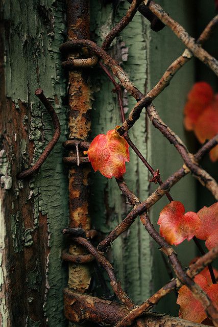 Vines. Vines on the Scranton School Administration building via Flickr by scaredsquee. Red Leaves, Fence, Green, Red