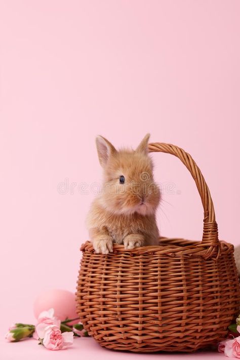 Bunny Photography Ideas, Easter Bunny Photography, Photoshoot With Rabbit, Baby Bunny Photoshoot, Easter Aesthetic Photography, Bunny Photoshoot Ideas, Easter Bunny Aesthetic, Bunnies Photography, Ginger Bunny