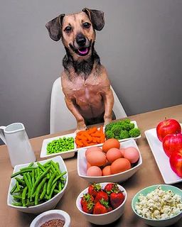 Dog Wellness, Natural Dog Food, Dog Nutrition, Dog Diet, Healthy Dog Food Recipes, Pet Wellness, Human Food, Best Dog Food, Pet Photography