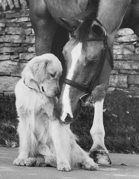 15 Cute Photos Of Horses And Dogs | Page 2 of 3 | PetPress A Horse, A Dog