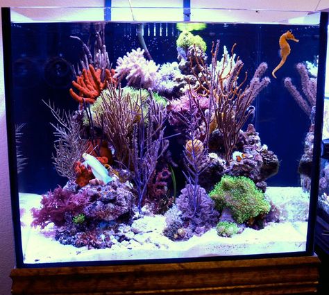 Seahorse Tank, Saltwater Aquarium Beginner, Reef Tank Aquascaping, Marine Tank, Aquascape Design, Tanked Aquariums, Saltwater Tank, Aquarium Design, Reef Aquarium