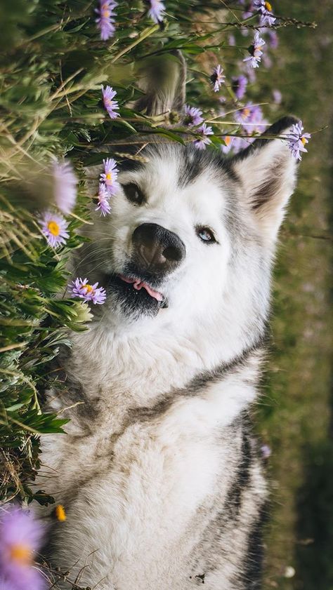 Cute Husky Wallpaper, Husky Aesthetic, Loki Dog, Witcher Wolf, Blue Wolf, Cute Dog Wallpaper, Pet Beds Cat, Cute Husky, Vibe Check