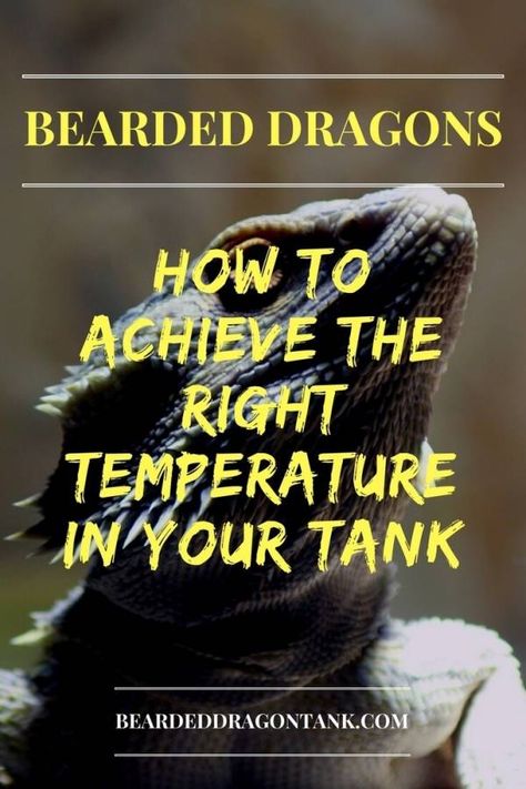 Bearded Dragon Heat Lamp Beardie Tank, Bearded Dragon Substrate, Bearded Dragon Lighting, Dragon Facts, Bearded Dragon Terrarium, Bearded Dragon Habitat, Bearded Dragon Tank, Bearded Dragon Diet, Baby Bearded Dragon