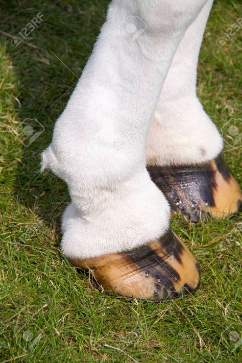 unshoed natrual horse hooves Horse Hooves, Lightning Thief, The Lightning Thief, Breyer Horses, Creature Concept Art, Creature Concept, White Horse, Concept Art, Cow