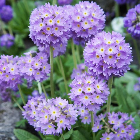 Perennials - Gardening @ From House To Home Primula Denticulata, Purple Perennials, Purple Spring Flowers, Spring Purple, Crocus Bulbs, House To Home, Early Spring Flowers, Planting Design, Lenten Rose