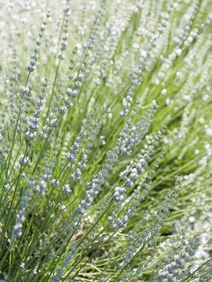 'Edelweiss' Lavandin Types Of Lavender Plants, Grow Lavender, Lavender Wands, Spanish Lavender, Lavender Varieties, Purple Bouquets, Plant Encyclopedia, Sunny Garden, Growing Lavender