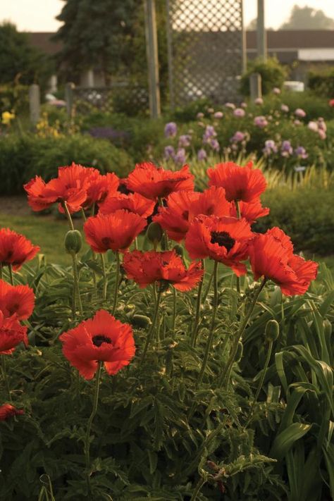 Oriental Poppy (Papaver orientalis ‘Flamenco Dancer’) Red And White Garden, Groundcover Plants, Garden Perennials, Hgtv Garden, Shade Gardens, Full Sun Perennials, Flamenco Dancer, Perennial Flowers, Flower Picks