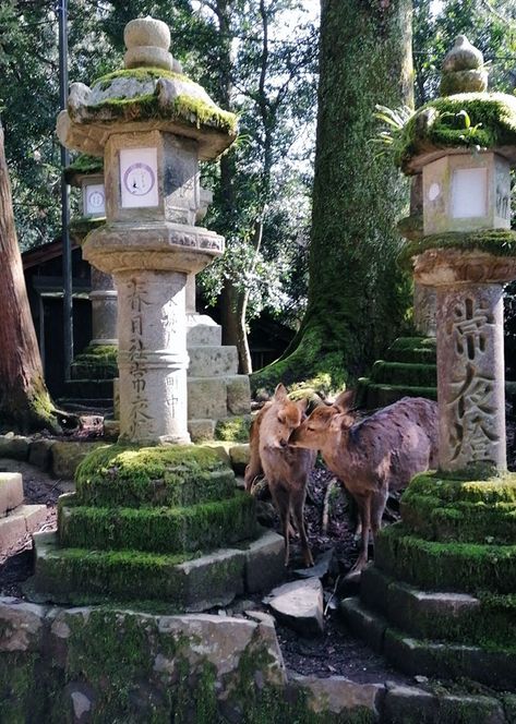 Nara Deer Park, Nara Deer, Deer Couple, Nature Japan, Breathtaking Nature, Nara Japan, Pollen Allergies, Japanese Interior Design, Deer Park