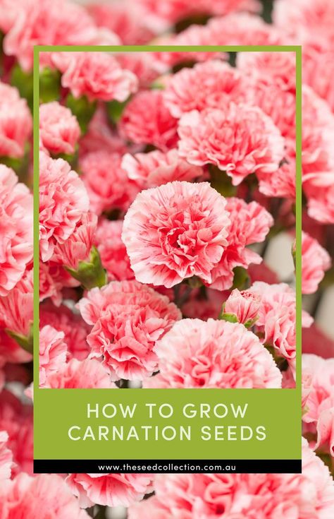 garden of carnation flowers Growing Carnations, Garden Enclosure Ideas, Seed Collection, Cut Flower Garden, Carnation Flower, Rock Garden, Dream Garden, Garden Planning, How To Grow