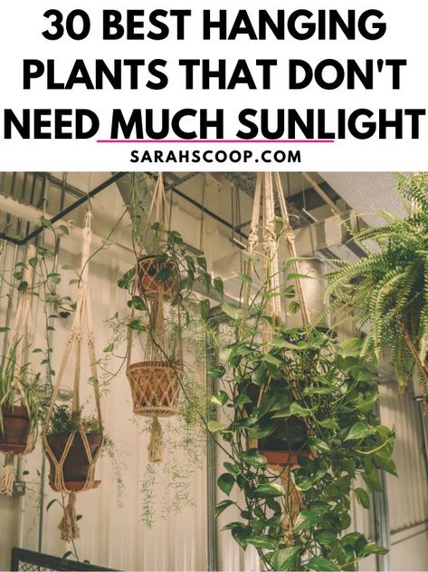 Hanging Snake Plant, Low Light Trailing House Plants, House Plants That Dont Need Sunlight, Low Light Hanging Indoor Plants, Plants That Need No Sunlight, Indoor Plants That Dont Need Sunlight, Hanging Plants Indoor Window, Plants That Dont Need Sunlight, Zero Sunlight Indoor Plants