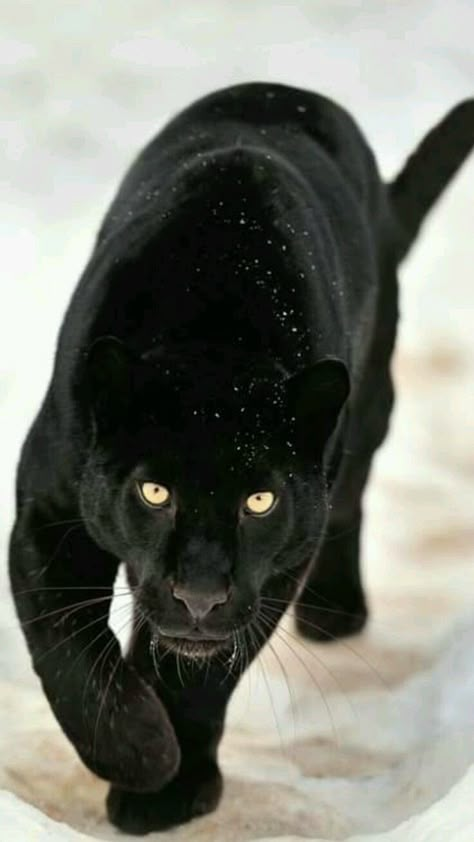 Black Panther Animal Illustrations, A Black Cat, Majestic Animals, Cheetahs, Black Animals, Large Cats, Amazing Animals, Spirit Guides, Pretty Cats