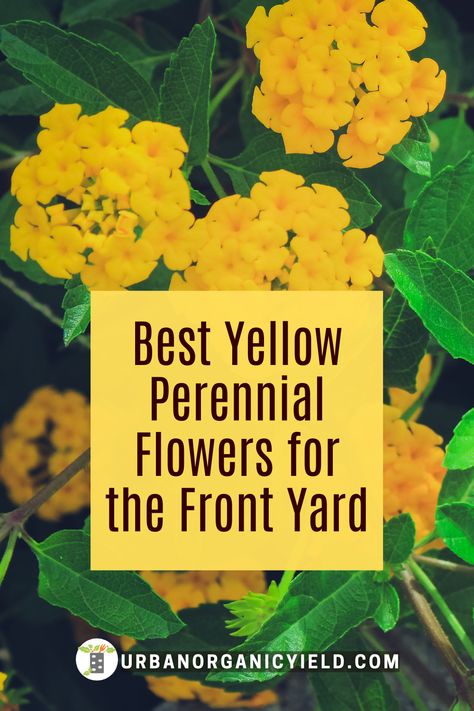 Yellow And Purple Flowers Garden, Yellow Perennials Full Sun, Yellow Perennial Flowers, Yellow Flower Bed, Yellow Flowers Garden, Front Of House Landscaping, Perennial Bushes, House Landscaping Ideas, Yellow Flowering Plants