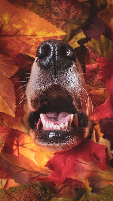 𝐏𝐉’𝐒 𝐏𝐇𝐎𝐓𝐎𝐆𝐑𝐀𝐏𝐇𝐘 on Instagram: "F🍁LL is almost here, and I’m thankful to be sharing it with my best friend! 🐾🤍 Bella wants to remind you that we have a few slots open for our 60% off Fall Mini Sessions! Include you & your pet in this paw-tastic deal! This deal is available until booked full, but hurry fast! . . . . . . . . . . . . . . . #petphotography #petphotographer #fallphotography #fallpetphotos #wyomingpetphotography #wyomingpetphotographer #coloradopetphotography #colorad Fall Pet Photoshoot, Autumn Dogs, Fall Dogs, Dog Foto, Magical Autumn, Autumn Dog, Animal Photoshoot, Fall Cats, Dog Faces