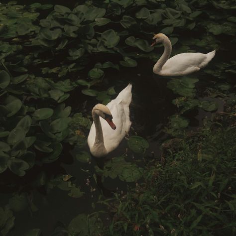 Unknown Picture, Green Swan, Dark Swan, Magical Life, Pretty Animals, Aesthetic Painting, Swan Lake, Ethereal Art, Pose Reference Photo