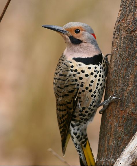 Northern Flicker Northern Flicker Drawing, Northern Flicker Bird, Northern Flicker Woodpecker, Northern Flicker Tattoo, Flicker Tattoo, Flicker Bird, Bird Of Prey Tattoo, Bird Pics, Enola Gay