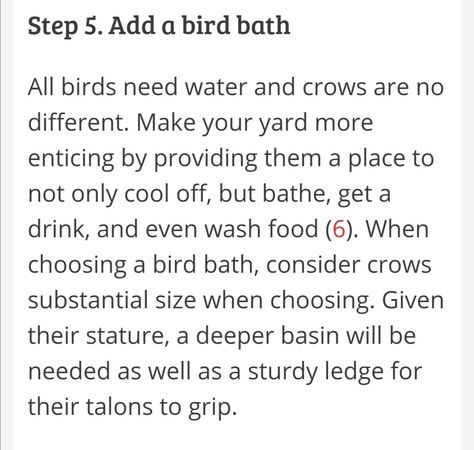 How To Befriend Crows, How To Befriend A Crow, Feeding Crows, Befriending Crows, Magic System, Crows Ravens, Backyard Farming, Zoology, All Birds