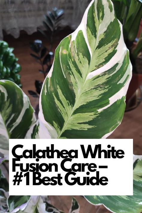 Discover the #1 Best Guide for Calathea White Fusion Care! Unlock the secrets to thriving with this stunning and unique houseplant. Learn essential care tips, from watering to humidity, for a healthy Calathea White Fusion. Create an enchanting indoor jungle with our expert advice. Join us and become a Calathea care pro today! 
IG Photo by: plants__ukraine Calathea White Fusion, I Wet My Plants, Calathea Plant, Apple Roses, Plant Wishlist, Prayer Plant, Plants And Gardening, Indoor Jungle, Organic Fertilizer