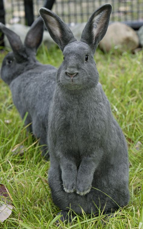 Silver Fox Rabbits Silver Fox Rabbit, Fox Pretty, Rabbits For Sale, Two Rabbits, Grey Rabbit, Meat Rabbits, Raising Rabbits, Rabbit Houses, Fox And Rabbit