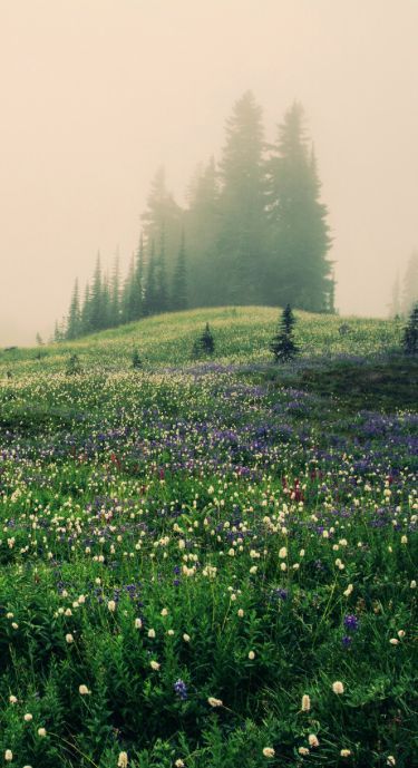 Heather West Mountain Meadow Aesthetic, Meadow Iphone Wallpaper, Forest Meadow Aesthetic, Meadow Reference, Heather Core Aesthetic, Stormy Meadow, Heather Meadow, Rainy Meadow, Meadow Core