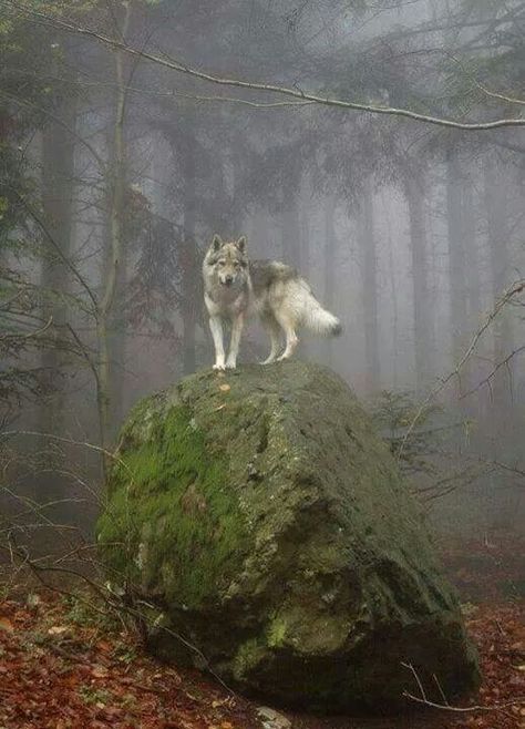 Wolf Photos, Wolf Love, Wolf Spirit, Beautiful Wolves, Grey Wolf, Ffa, Lone Wolf, A Wolf, Wolf Dog