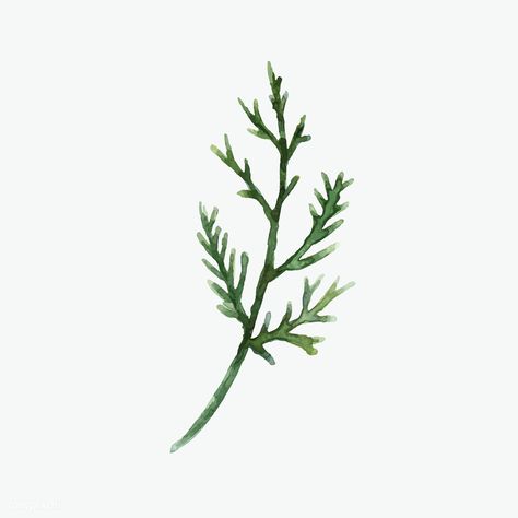 Hand-drawn cedar branch watercolor style vector | free image by rawpixel.com Cedar Drawing, Cedar Tattoo, Pnw Plants, Cedar Branch, Tree Branch Art, Branch Watercolor, Hill Logo, Branch Drawing, Candle Labels Design