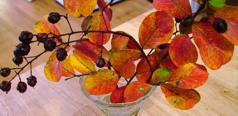 PRESERVE FALL BRANCHES - With a fresh cut branch, smash up the end a bit and place it in a vase with the glycerine/water mix. Will take a month or longer but when finished it will keep indefinitely. Great info on this site. Magnolia Branch, Leaf Projects, Orange Leaf, Leaf Crafts, Dry Leaf, Yellow Leaves, Autumn Crafts, Local Crafts, Nature Crafts