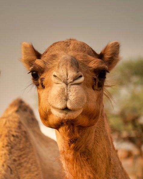 Did you know that camels roam the deserts of outback Australia? 🐪 To celebrate World Camel Day, we look back at how camels came to Australia and the Afghan cameleers who brought the animals, their expertise and their culture to our country. To learn more about camels in Australia, comment with a camel emoji, and we will send an article directly to your DMs! 🐫 📷 @donfuchsphotography Camel Photography, Australia Culture, Falcon Drawing, Outback Australia, An Article, The Animals, Animal Kingdom, Llama, Looking Back